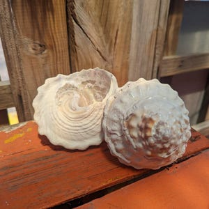 Raw Unpolished Astraea Undosa Large Wavy Top Turban Shell