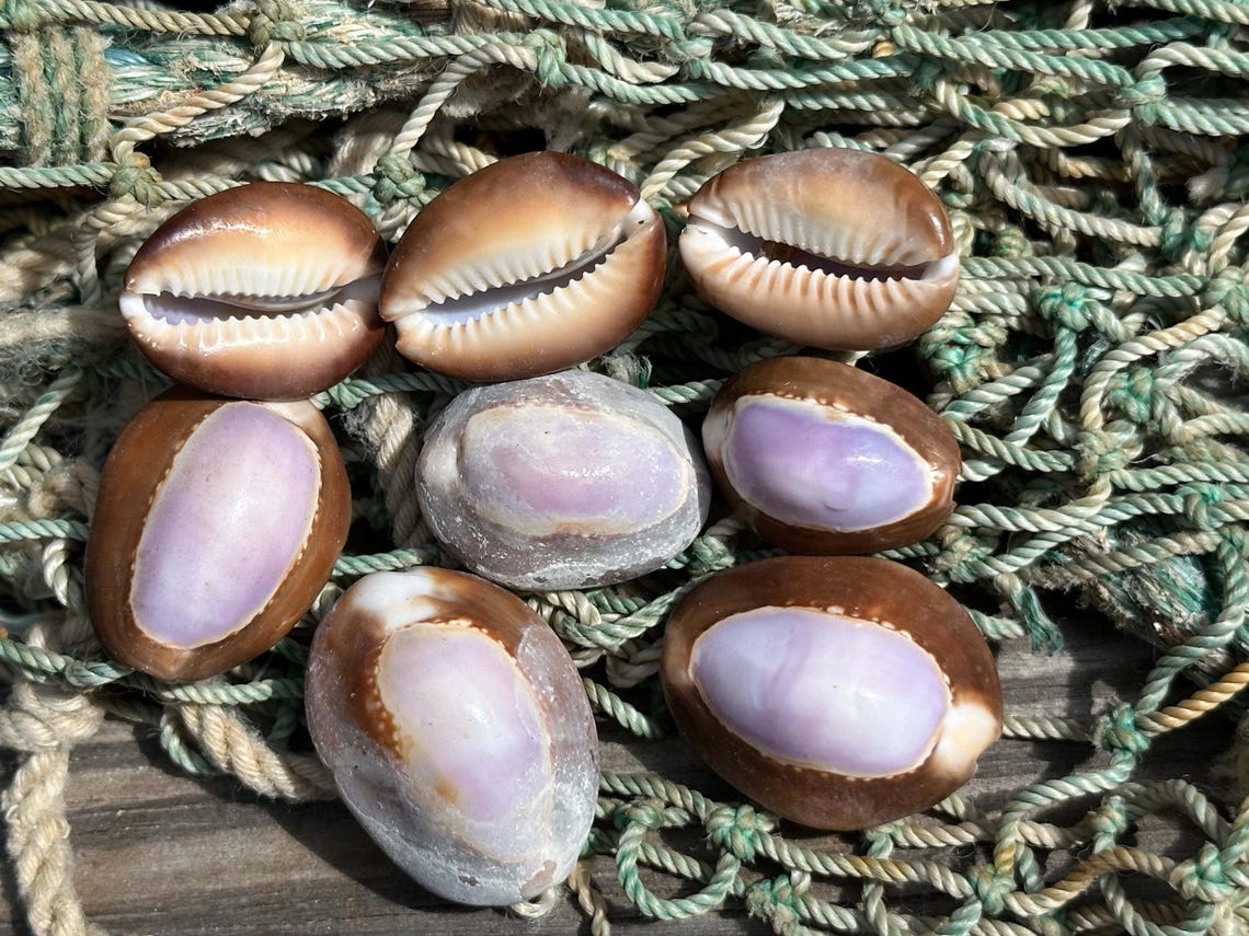 Shell Serpent Purple Eyed Snakehead Serpents Head Cowrie Cowry Shells Polished Rich ...