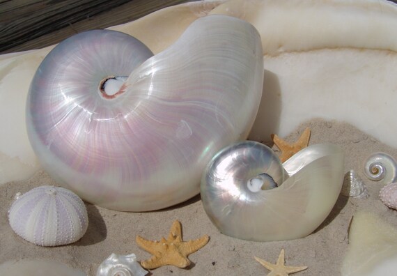 Pearl Finish Iridescent Chambered Nautilus Shell Living Fossil Collections Weddings Sea Shell Arts Crafts Decor