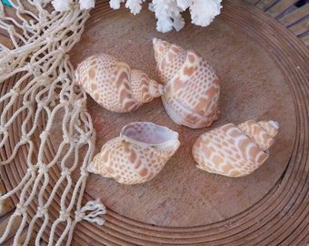 Pale Aerolatea Zeylanica Babylonia Shells