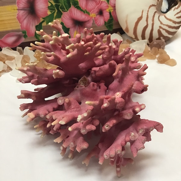 Super RARE Vintage Pink Hydrocoral Coral