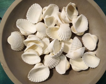 White Ribbed Ark Clam 1" And Under