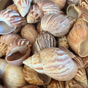 Giant Japanese/ African Fairy Tree Snail Shell (Achatina Lissachatina fulica)