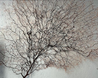 Black Sea Fan - 43" tall x 40" wide