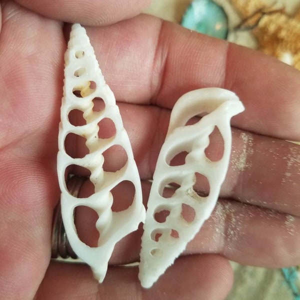 Center Sliced Cut Cerithium Vertagus Shell White Spiral Top Seashell DIY Mermaid Crown Shells Wind Chimes Frames Sailor Valentine Craft Arts