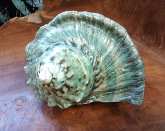 Great Giant 7" Polished Green Turbon Shells Turbo Marmoratus Marbled Turban Coastal Decor Weddings Jewelry Display Door Stop Paper Weight