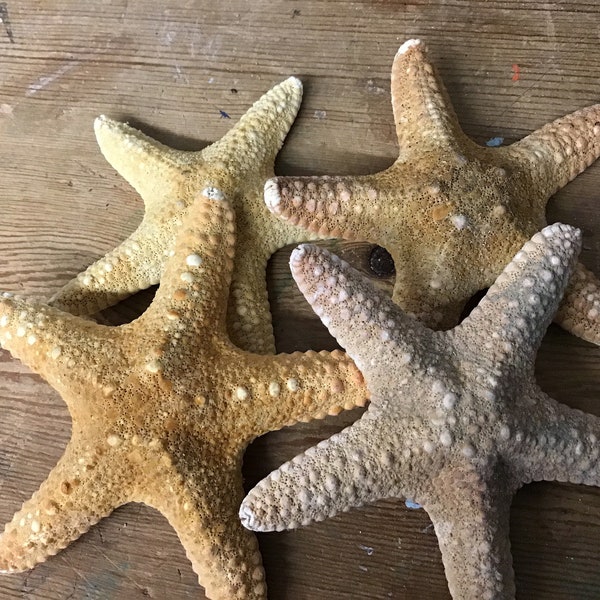 Natural Starfish Pentaceraster regulus 3-4" Wedding Coastal Home Decor Arts Crafts Jungle Thick Mud Stars Chunky DIY Place Settings