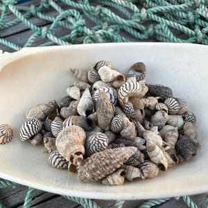 Teeny Tiny Natural Shell Mix