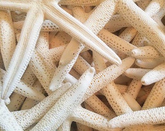 White Pencil Finger Starfish 2-3", 3-4", 4-6"