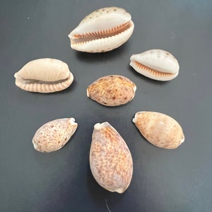 Lynx Cowrie Cowry Shells 1-2 Seashells Polished Cream Ivory Chocolate ...