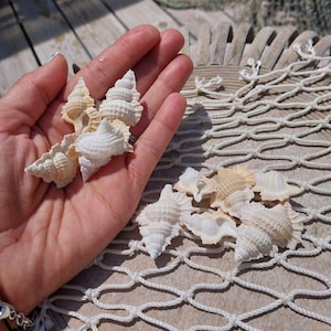 Maple Leaf Shell – Biplex perca, 1–2"