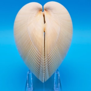 May include: A set of three ceramic canisters with lids, featuring a geometric pattern in shades of blue, white, and gray. The canisters vary in size, suitable for kitchen storage.