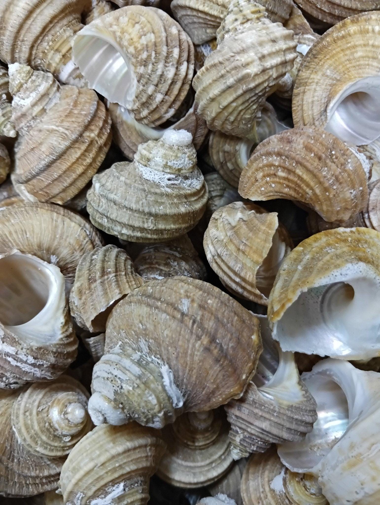Ribed Shell Natural Ribbed Turbo Shell - Etsy
