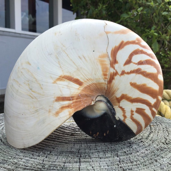 Raw Natural Chambered Tiger Striped Nautilus Shell Collections Ocean Art Craft Large Seashells Display Accent Decor Fossil Collectibles