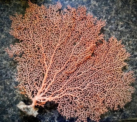 Dried Sea Fan Coral Seafan Multiple Sizes Natural Color Rust Etsy