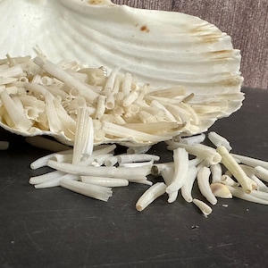 Tusk Shells- Dentalium/ White or Dyed Colorful