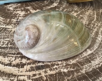 Vintage Oval Greenlip Abalone Haliotis Laevigata Home Living Decor Ocean Beach Dish Office Decoration Smooth Iridescent Shiny Zig Zag Shell