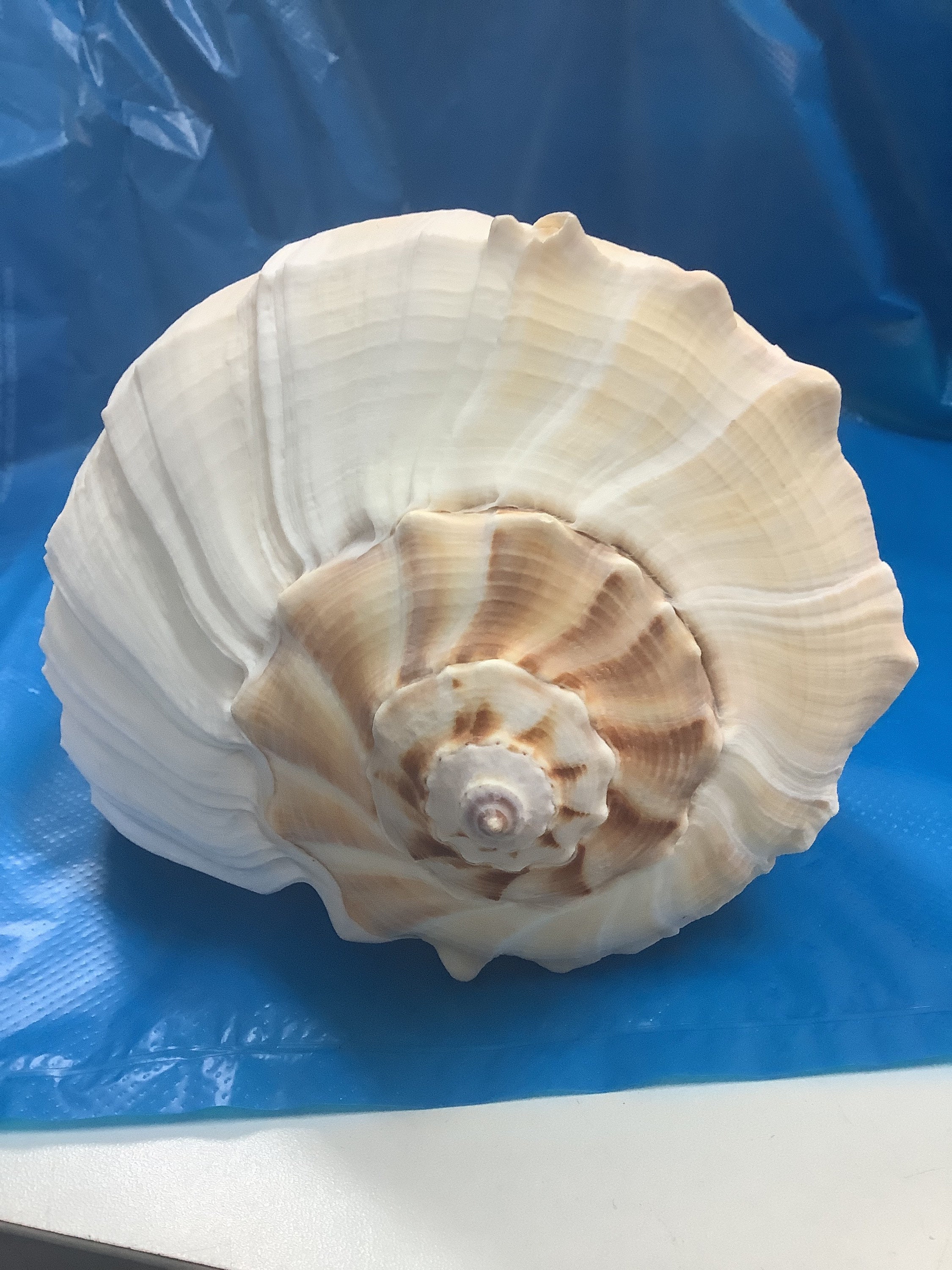 Precious Wentletrap Seashell - Epitonium Scalare - (1 shell approx. 1.5-2  inches)