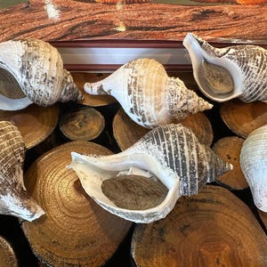 Small Neptune Shell with Documentation & Operculum - Neptunea kuroshio Bild 6