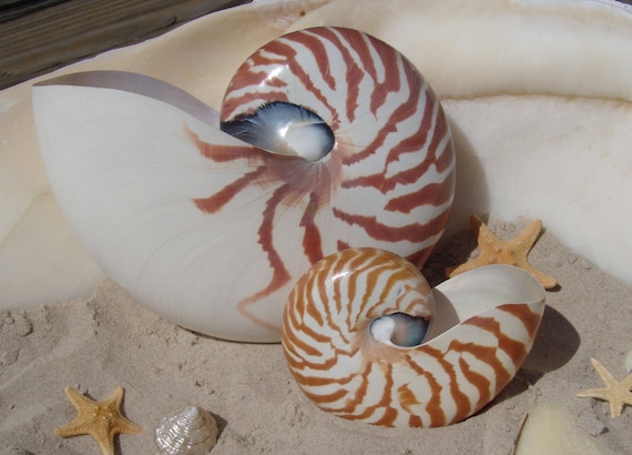 Natural Chambered Tiger Striped Nautilus Shell Collections Etsy