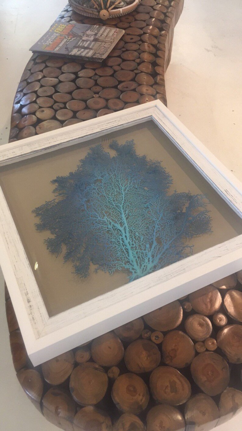 Framed Sea Fan Coral Large Wall Decor Seafan Shadow Box Etsy