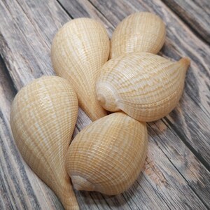 Medium Brown Paper Fig Shell  Ficus papyratia