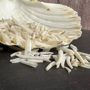 Tusk Shells- Dentalium/ White or Dyed Colorful