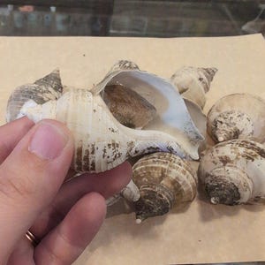 Small Neptune Shell with Documentation & Operculum - Neptunea kuroshio - Loving Coastal Living