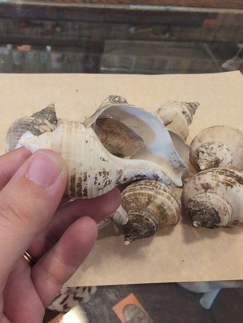 Small Neptune Shell with Documentation & Operculum - Neptunea kuroshio - Loving Coastal Living