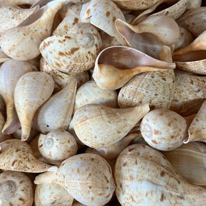 May include: A close-up of a pile of seashells. The shells are a light brown color with dark brown spots. They are all different shapes and sizes.