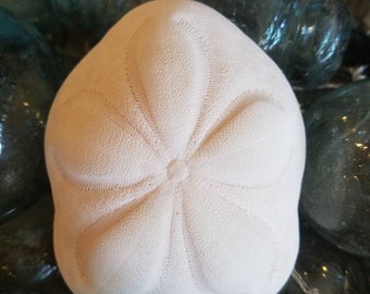 Large Natural Sea Biscuit Chunky Puffer Sand Dollar