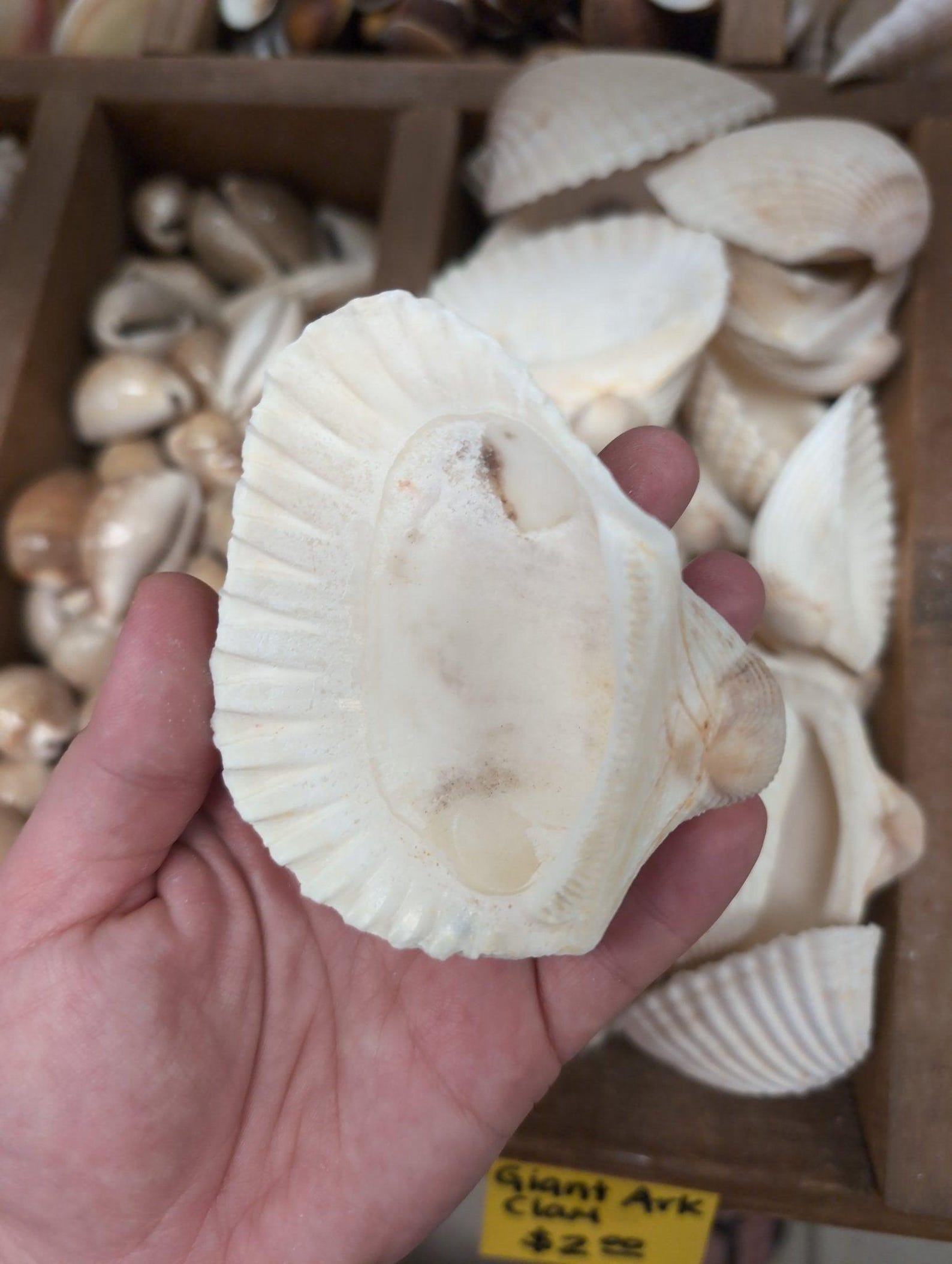 Ark Clam Shell Half (telligarca Granosa) - Etsy