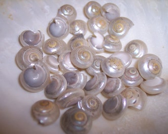 Tiny Pearl Umbonium Seashell Small Silver Pearled Snail Sea Button Shells Weddings Coastal Craft Supply Arts Jar Filler Accent Mini