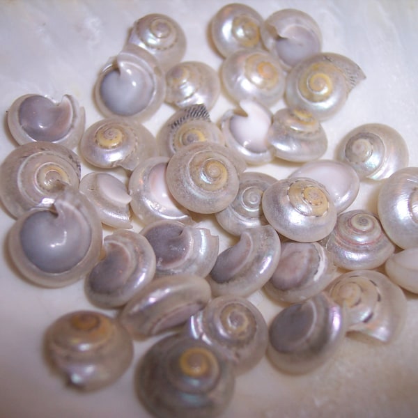 Tiny Pearl Umbonium Seashell Small Silver Pearled Snail Sea Button Shells Weddings Coastal Craft Supply Arts Jar Filler Accent Mini