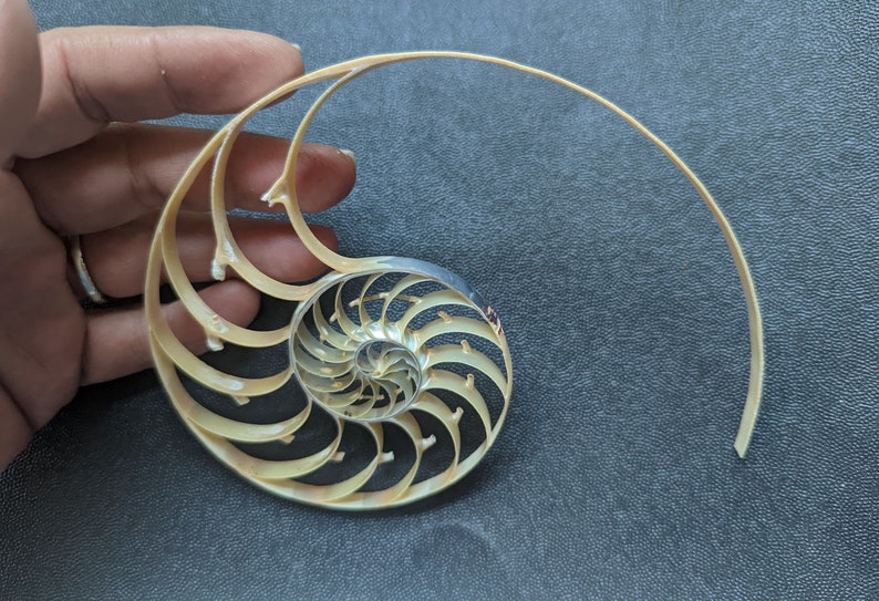 Center Sliced Pearl Nautilus Shells image 5