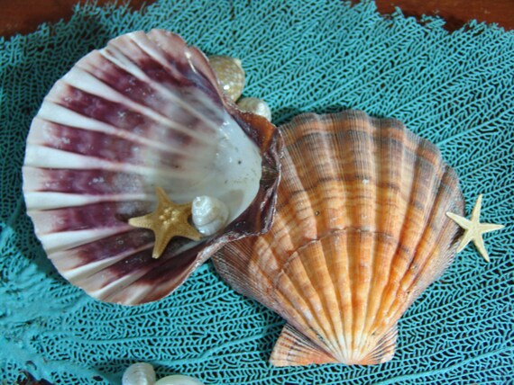Natural Lions Paw Scallop Shell Large Seashells Coastal Home Etsy