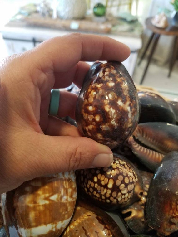 Chocolate Aka Humpback Cowrie Cowry Shells Seashells Maurita - Etsy