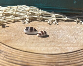 3 Striped Zebra Cowrie Duo