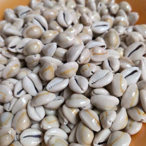 Yellow Ring Top Cowrie Shell (Grade A)