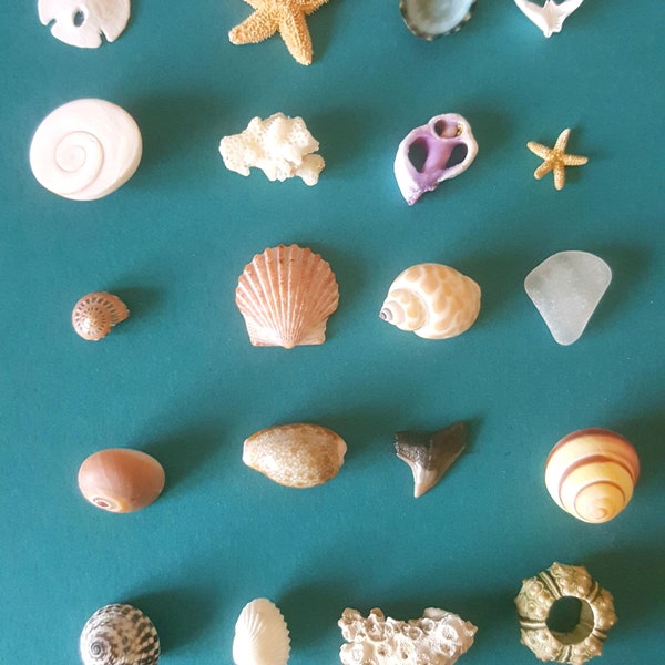 Inch and Under Small Seashells & Ocean Treasures Lot of 20