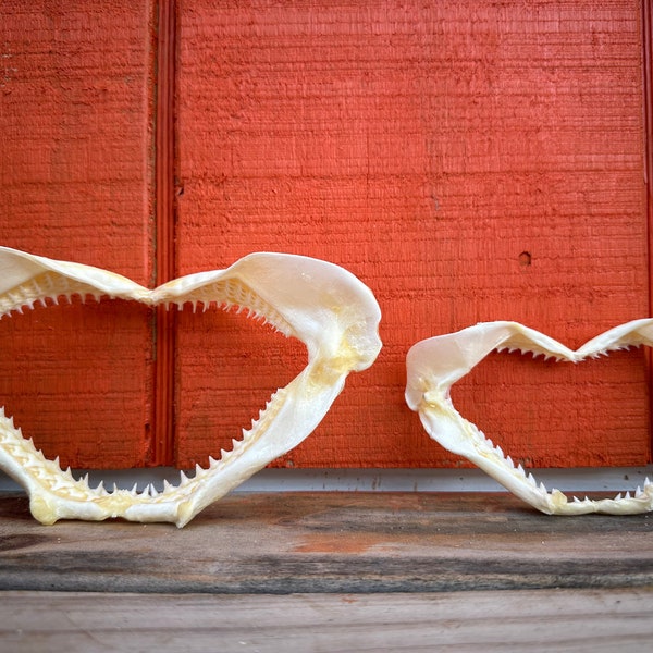 Shark Jaws - Etsy