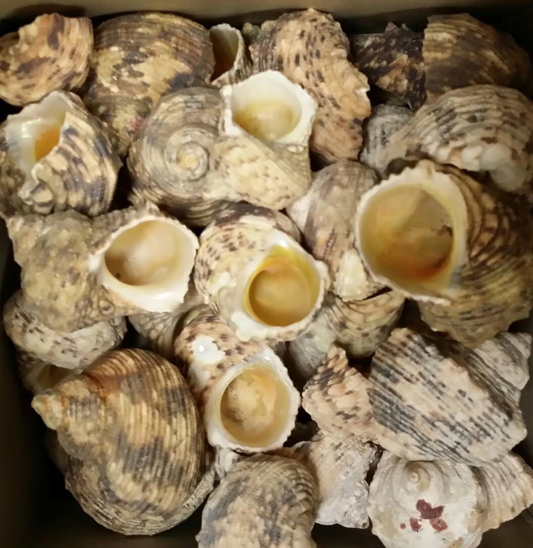 Gold Mouth Turbo Snails Turban Shells Coastal Decor Weddings Etsy