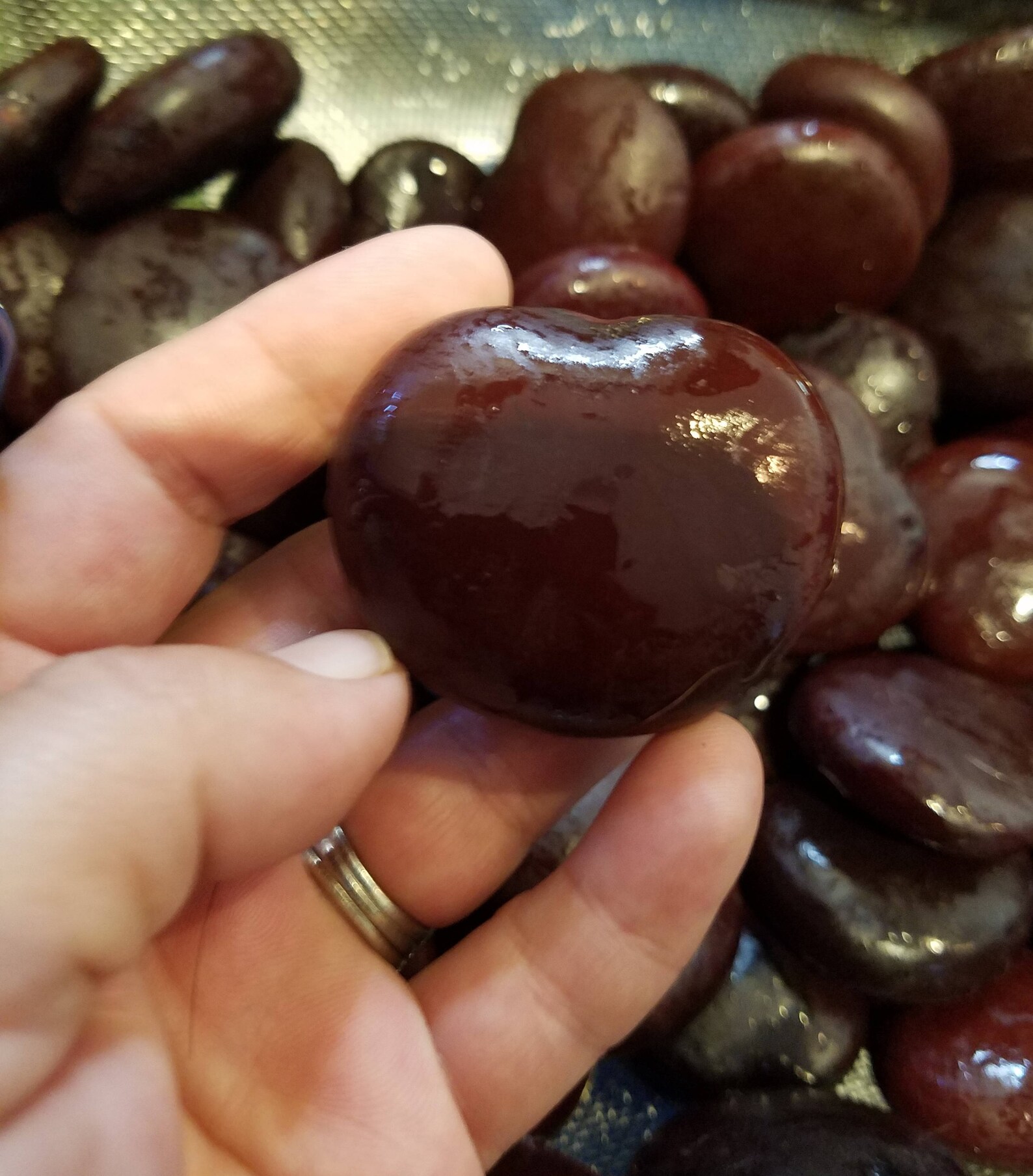 Heart Sea Beans Seaheart Lucky Bean Entada Gigas Coastal Home Etsy