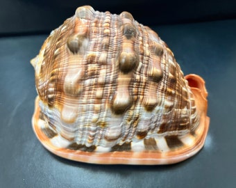 Select Stock Bullmouth Cameo Helmets Sea Shell Ocean Beach Orange Brown Vintage Authentic Collectible Collection Aquarium Cabinet Mantle