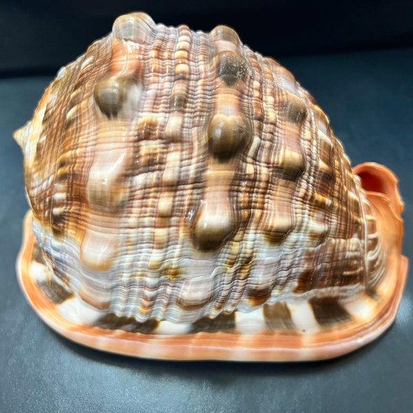 Select Stock Bullmouth Cameo Helmets Sea Shell Ocean Beach Orange Brown Vintage Authentic Collectible Collection Aquarium Cabinet Mantle