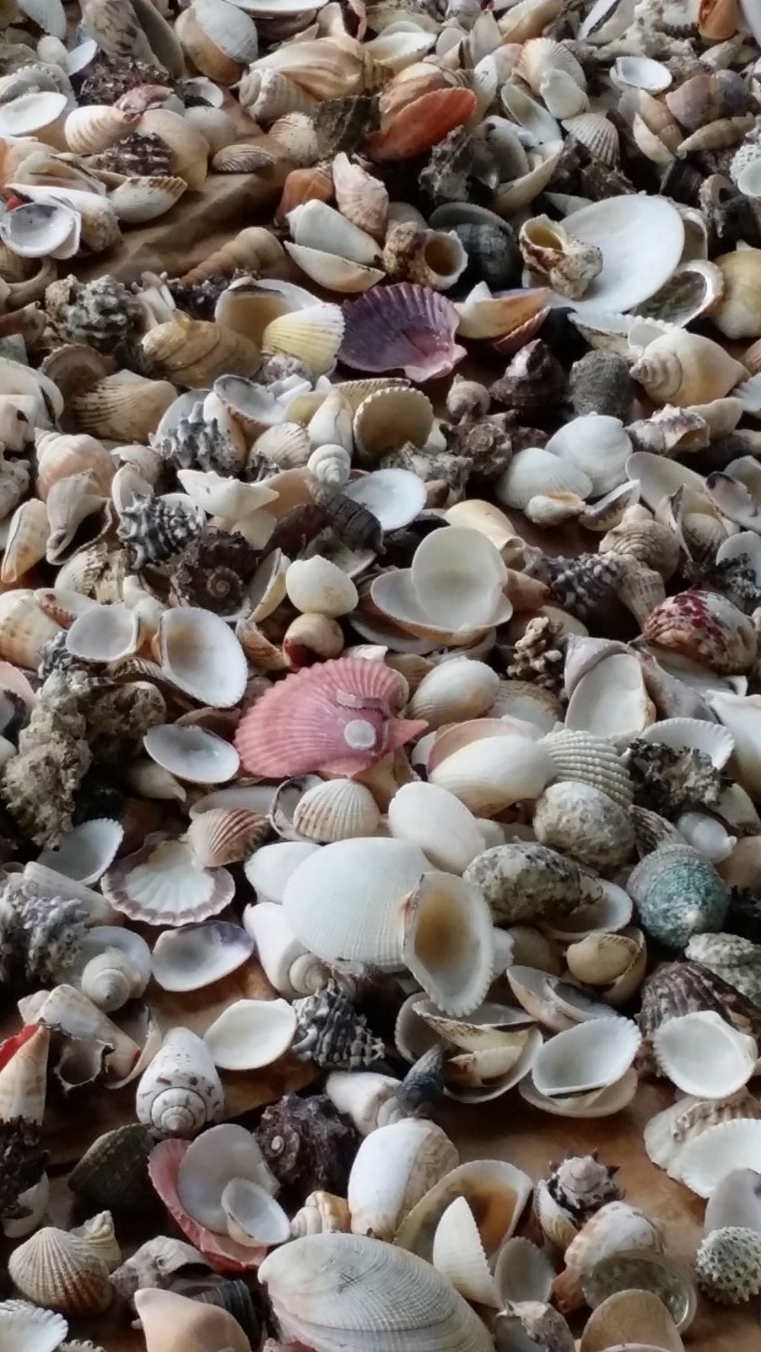 Assorted Mixed Lot Natural Sea Shells For Crafts Decorating Or Aquarium  Scape