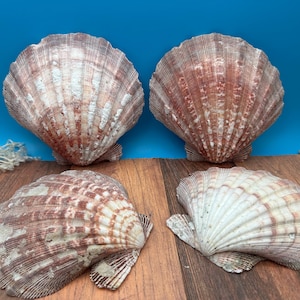Rust Lion’s Paw Scallop Shells – Nodipecten nodosus