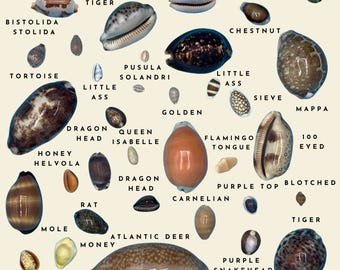 Póster y tarjetas de felicitación con conchas de cauri