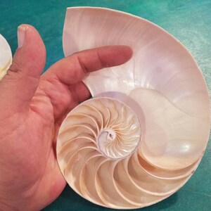 Rare Half Chambered Sliced Tiger Nautilus Shell Colecciones Etsy Espana