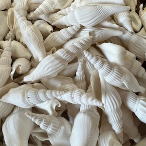 Strombus Vittatus- White crafting shells